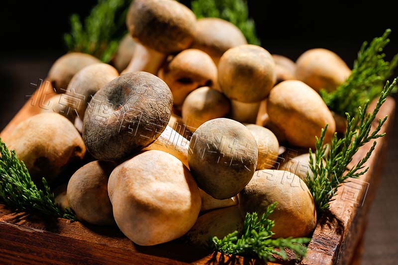 edible-mushrooms.jpg